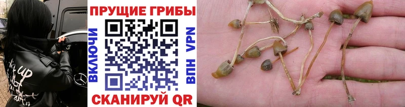 что такое   Краснознаменск  Галлюциногенные грибы GOLDEN TEACHER 